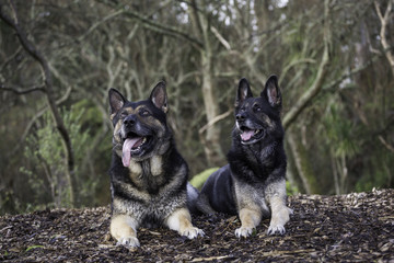 Two German Shepherds