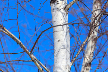 White bark on the birch trunk against the blue sky