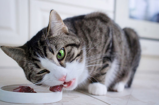 Domestic cat with multicolored eyes eats meat from feeding bowl