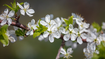 Flowers on the branches of a tree in the nature