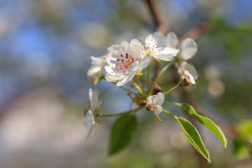 Flowers on the branches of a tree in the nature