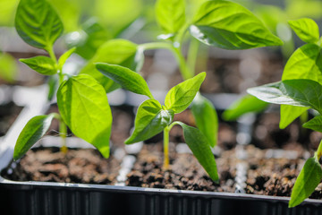 Green leaves of young pepper sprout
