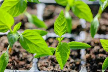 Green leaves of young pepper sprout