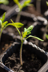 Green leaves of a young tomato in the house
