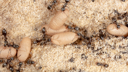 Ants and formic eggs in nature