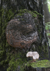 Fototapeta na wymiar Polyporus squamosus mushroom