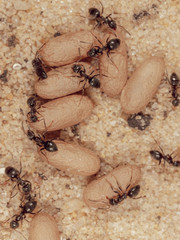 Ants and formic eggs in nature