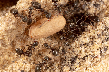 Ants and formic eggs in nature