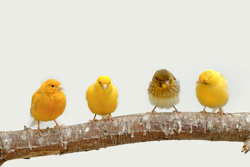Four canary birds (Serinus canaria) siting in a branch - obrazy, fototapety, plakaty