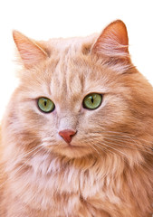 Close up portrait of a red cat