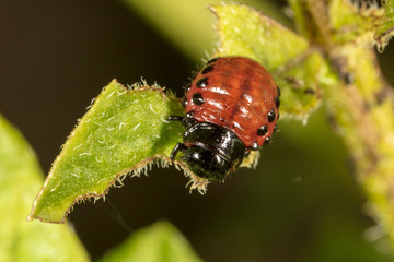 Red colorado beetle on the leaves of potatoes