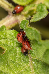 Naklejka premium Red colorado beetle on the leaves of potatoes
