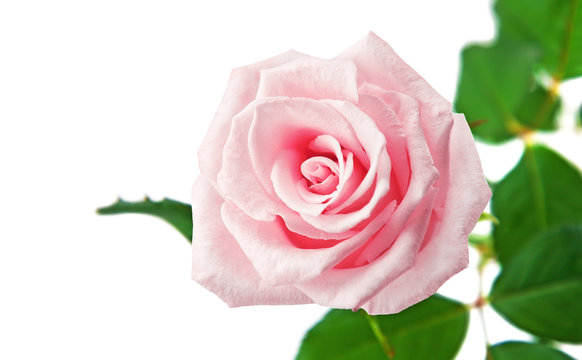 Beautiful rose isolated on a white background