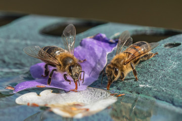 Honigbienen beim trinken