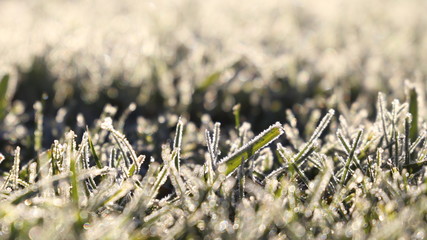 Macro shot of cold frosty grass on a winter's morning
