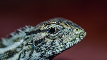 closeup of the head of a lizard