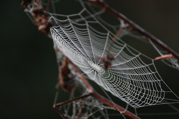 Spiderweb with dew on a cold morning.