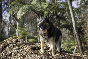 Animal Portrait - German Shepherd 