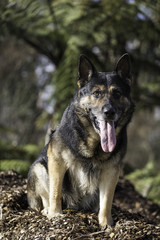 Naklejka na ściany i meble Animal Portrait - German Shepherd 