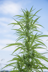 fields of industrial hemp in Estonia