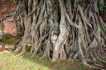 Fototapeta na wymiar Buddha head entwined with tree roots,Wat Mahathat,Ayutthaya province,Thailand
