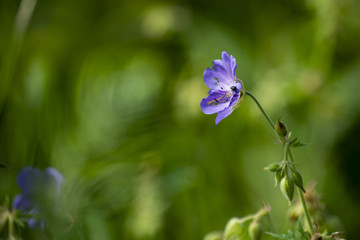 Bodziszek łąkowy © Dariusz Grochal 