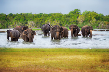 Plakat herd of elephants in the river