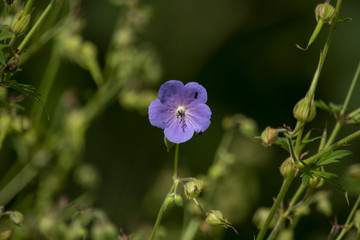  Bodziszek łąkowy © Dariusz Grochal 