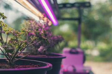 plant growing in smart indoor farm with artificial led light. phyto lamp for seedling & cultivation