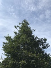 Fototapeta premium Tree