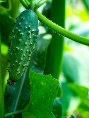  Young fresh cucumber  in open ground. Cucumber plants, young fresh Cucumber organic vegetable.