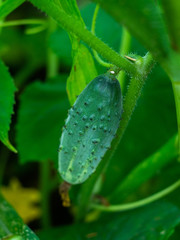  Young fresh cucumber  in open ground. Cucumber plants, young fresh Cucumber organic vegetable.