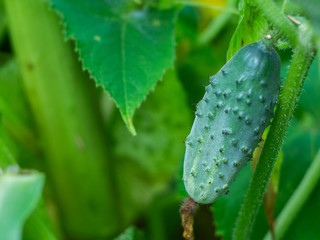  Young fresh cucumber  in open ground. Cucumber plants, young fresh Cucumber organic vegetable.