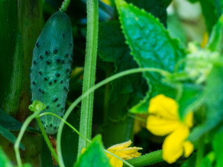  Young fresh cucumber  in open ground. Cucumber plants, young fresh Cucumber organic vegetable.