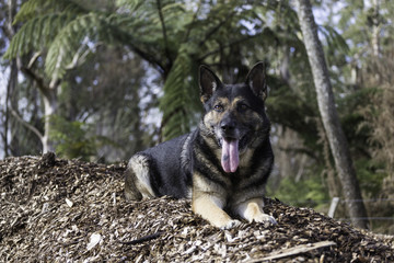 Animal Portrait - German Shepherd 