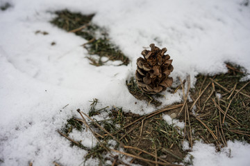 pine cone with snow in winter