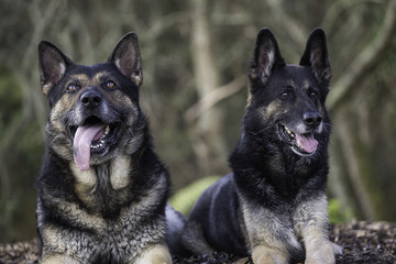 Two German Shepherds