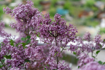 Dwarf Korean lilac tree flower close up, syringa oleaceae