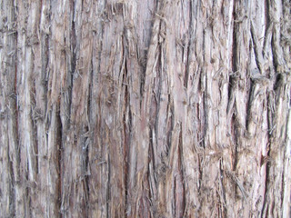 Bark thuja - a fragment of the trunk