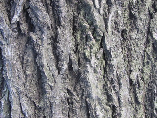 Fragment of old oak trunk, rough bark