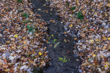 small creek with autumn leaves