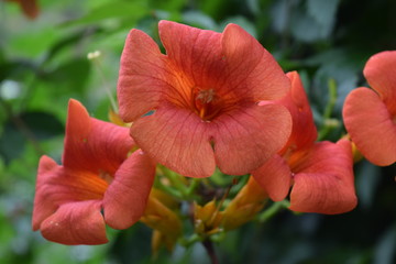 Blooming Orange Flowers in Spring