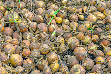 Harvest of onions is dried