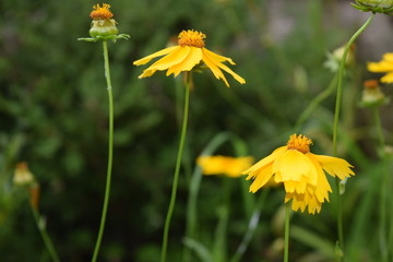 Radiant Yellow Wildflowers