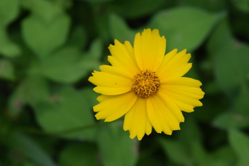 Blossoming yellow Flower