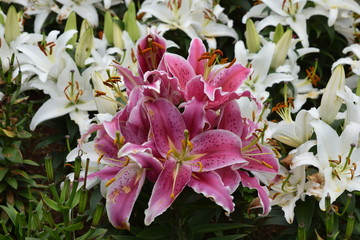 Vibrant Pink Oriental Lillies