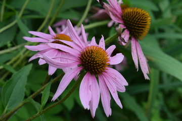 Blooming Bright Eastern Coneflowers