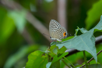 butterfly fly in morning nature , Close-up of butterfly , Butterfly with nature light