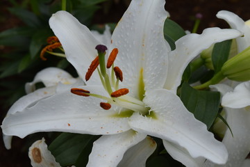 White Oriental Lilly