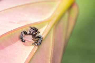 Close-up of Jumping Spider , Jumping Spider of Borneo , Jumping Spider , Beautiful Jumping Spider